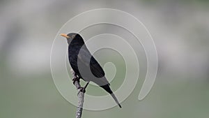 Blackbird. Male on a stick on a spring evening. Turdus Merula