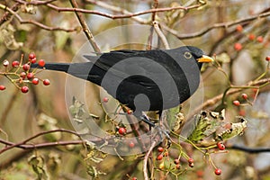 Blackbird, Merel, Turdus merula