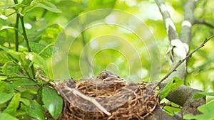 Blackbird mother protecting eggs in nest. American Robin threatening looks at camera in a nest taking care of newborn baby birds