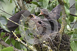 Blackbird nest 16