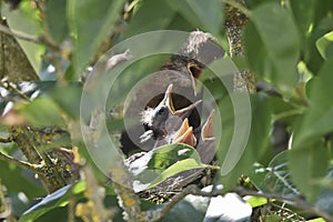 Blackbird nest 2