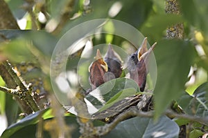 Blackbird nest