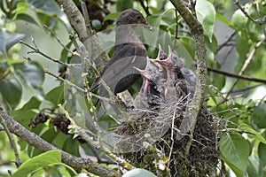 Blackbird nest 8