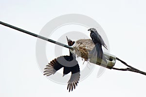 Blackbird nesting on the wire