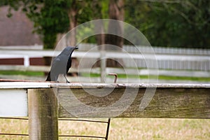 A blackbird perched on a fence.