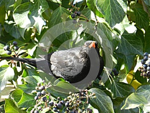 Blackbird perched on mistrustful ivy