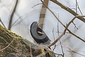 Blackbird perched on a mossy branch in the tree.