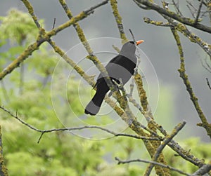 Blackbird perched in a tree