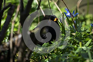 Blackbird between plants on the ground