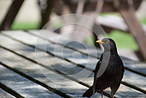 Blackbird looks for lunch on a picnic table