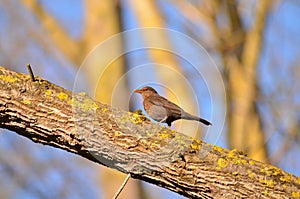 Blackbird in the rade of a park tree