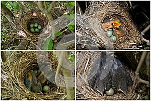 Blackbird's nest
