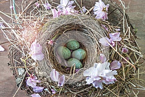 Blackbird`s nest with blue eggs