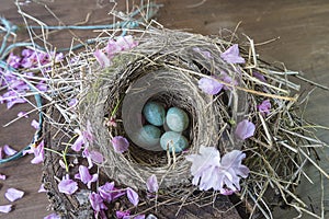 Blackbird`s nest with blue eggs decorated by sakura blossom
