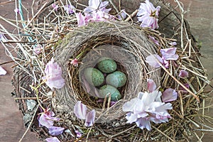 Blackbird`s nest with blue eggs on the tree stump