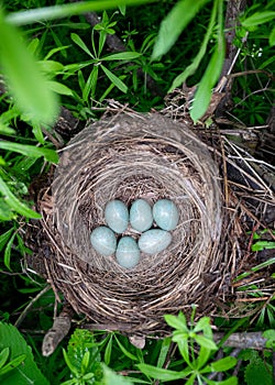 Blackbird`s nest in the forest