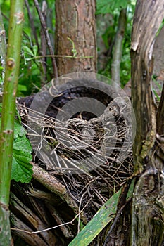 A blackbird\'s nest was left among the thickets of trees