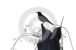 Blackbird silhouette photo