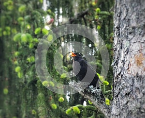 Blackbird singing In a tree