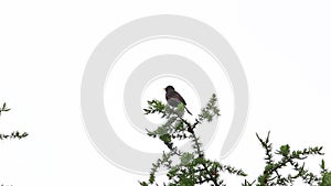 Blackbird sings while sitting on a pine tree