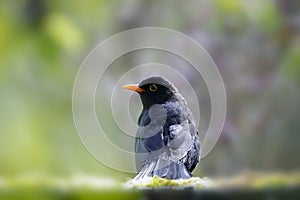 A blackbird sits on the roof of a shed and watches the surroundings