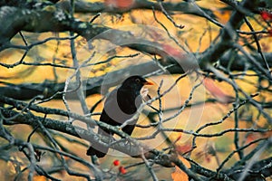 A blackbird sits on a tree branch covered with red berries and last leaves on an autu