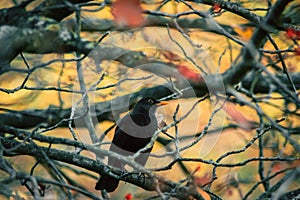 A blackbird sits on a tree branch covered with red berries and last leaves on an autu