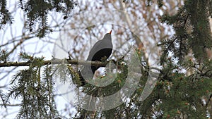 A blackbird sits on a tree branch in the garden. Turdus merula