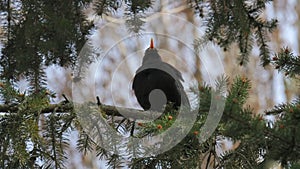 A blackbird sits on a tree branch in the garden. Turdus merula