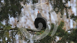 A blackbird sits on a tree branch in the garden. Turdus merula