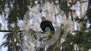 A blackbird sits on a tree branch in the garden. Turdus merula