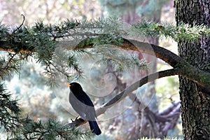 Blackbird sitting on a branch in the tree