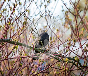 Blackbird sitting in a bush