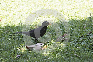 Blackbird sitting on the grass