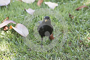 Blackbird sitting on the grass