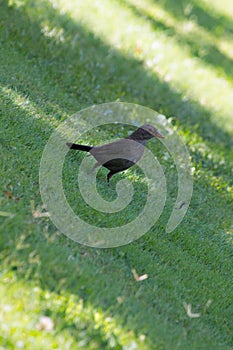 Blackbird sitting on the grass