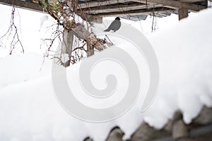 Blackbird sitting on a snow covered fence in winter.