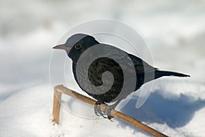 Blackbird on the snow