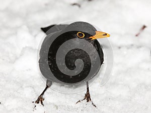 Blackbird in the snow