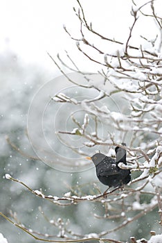 Blackbird in snow
