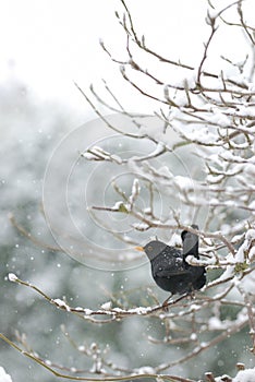 Blackbird in snow photo