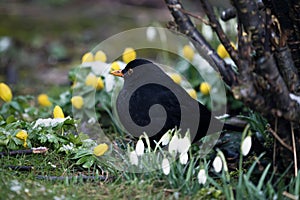 Blackbird between snowdrops and winter aconite