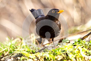 blackbird in a spring meadow