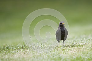 Blackbird standing in green grass, Turdidae photo