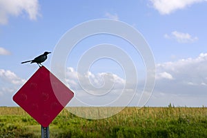 Blackbird standing over traffic red sign