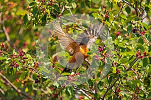 Blackbird in sunmer photo