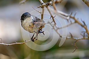 Blackbird or Sylvia hortensis, perched on a twig.