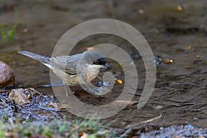 Blackbird or Sylvia hortensis, preparing for its bath.