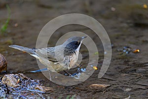 Blackbird or Sylvia hortensis, preparing for its bath.