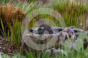 A blackbird taking a bath in a bird bath